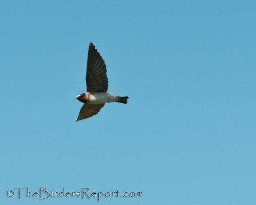 Cliff Swallow, swallow