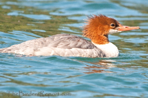 Common Merganser Female