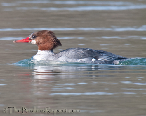 Common Merganser Female, ducks, digiscoping