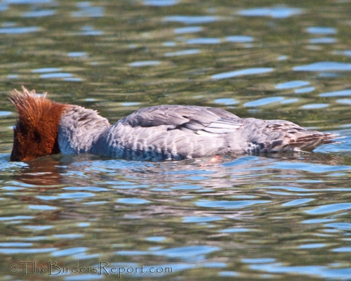 Common Merganser Female Fishing