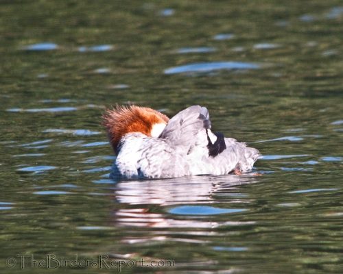 Common Merganser Female Preening