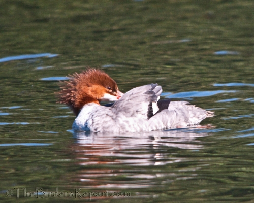 Common Merganser Fermale Preening