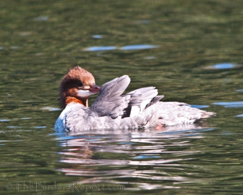 Common Merganser Female Preening