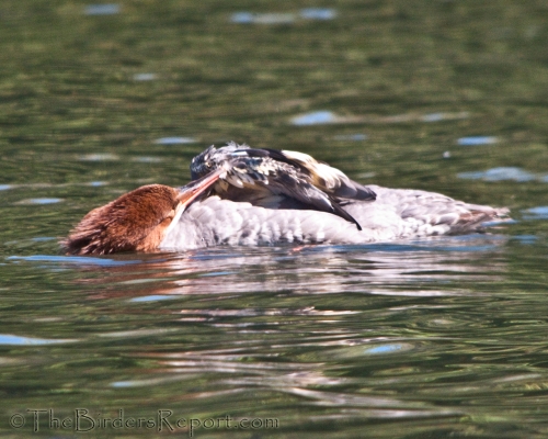 Common Merganser Female Preening