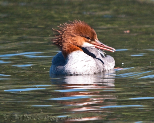 Common Merganser Female