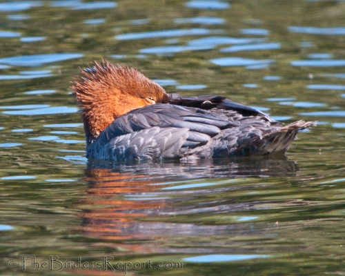Common Merganser Female Sleeping