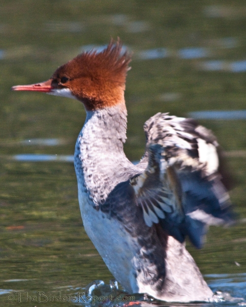 Common Merganser Female Flapping Wings