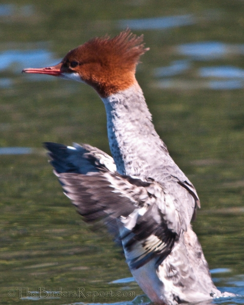 Common Merganser Female Flapping Wings
