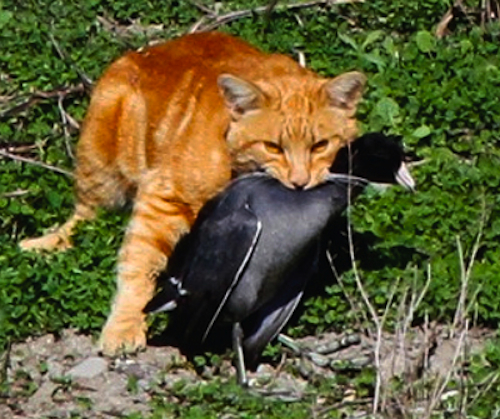 Cat With American Coot
