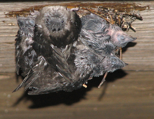Chimney Swift Nest with Chicks