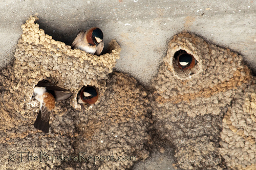 Cliff Swallows in Nests