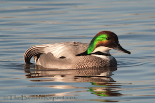 Falcated Duck