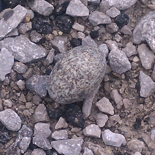 Common Nighthawk Egg
