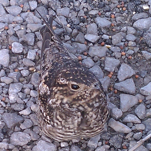 Common Nighthawk Sitting on Nest