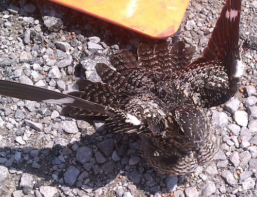 Common Nighthawk On Nest