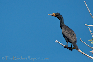 Thumbnail image for Double-crested Cormorants
