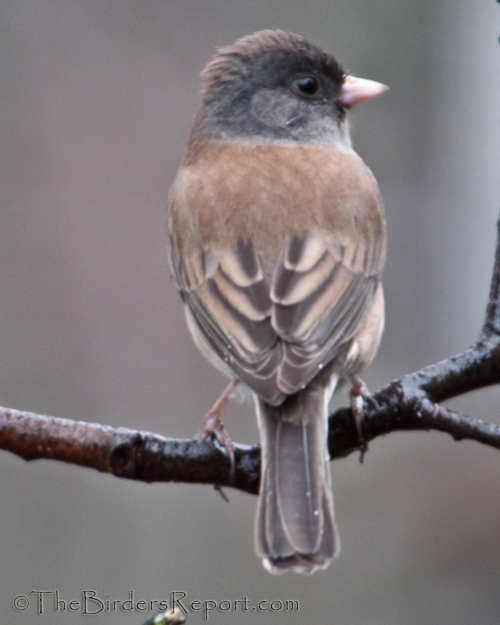 Dark-eyed Junco, junco