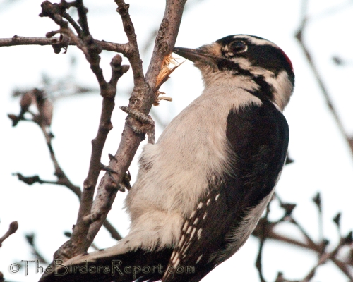 Downy Woodpecker Male