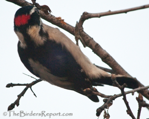 Downy Woodpecker