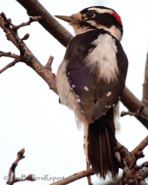 Downy Woodpecker Male