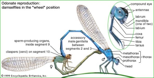 Damselfly Wheel Postion