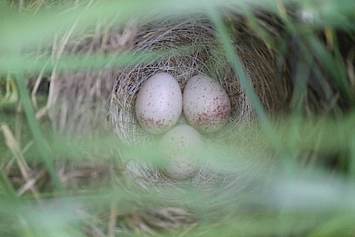 Dark-eyed Junco Nest and Eggs