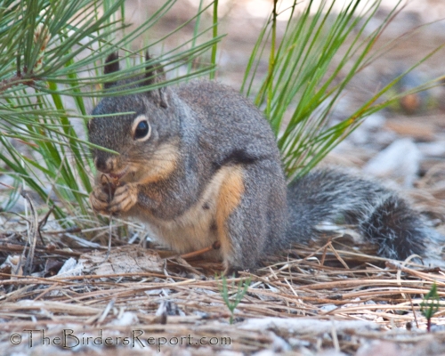 Douglas' Squirrel