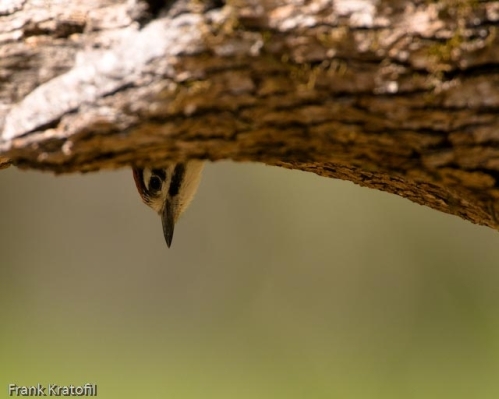 Nuttall's Woodpecker Chick Emerging From Underside of Branch