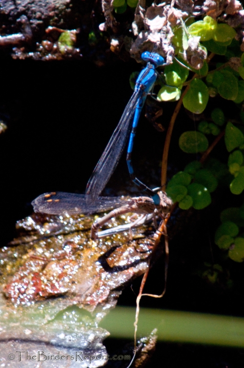 Northern Bluet Damselflies in tandem
