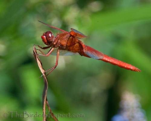 Flame Skimmer, Dragonfly