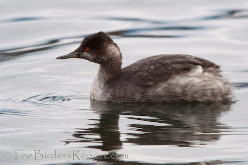 Eared Grebe Eared Grebe at Fall River Mills