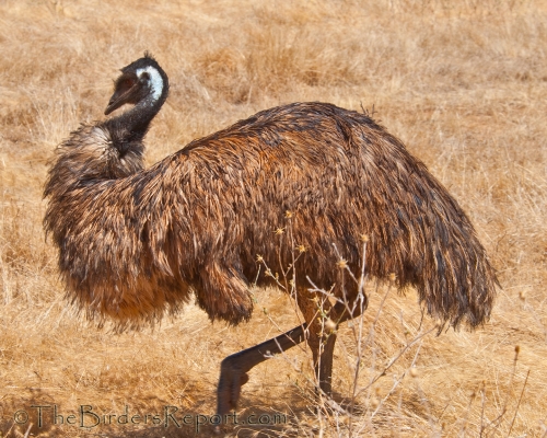 Emu Drumming