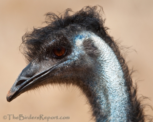 Emu Portrait
