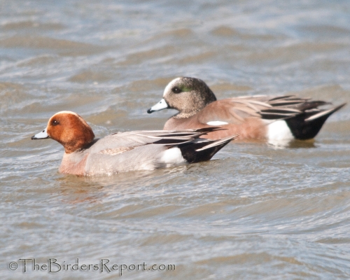 American and Eurasian Wigeon Drakes