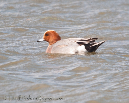 Eurasian Wigeon Drake