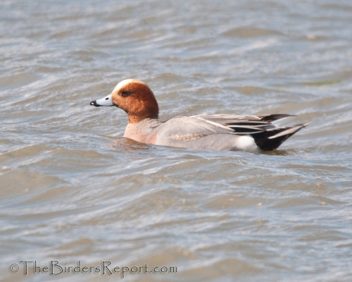 Eurasian Wigeon Drake
