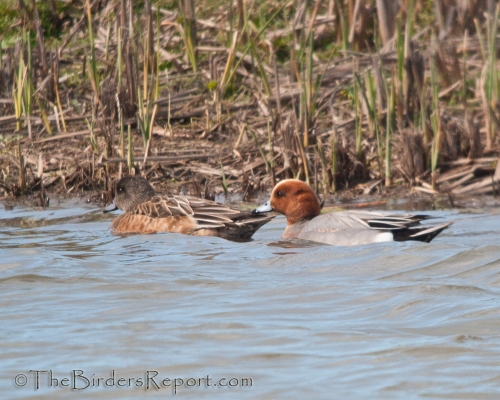 Eurasian Wigeon Pair