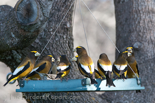 Evening Grosbeaks at Feeder