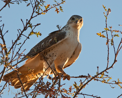 Ferruginous Hawk Ferruginous Hawk