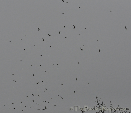 Finches In Flight