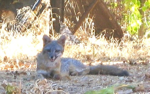 Gray Fox