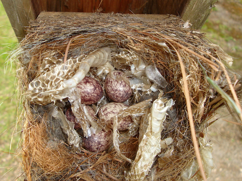 Great Crested Flycatcher Nest and Eggs