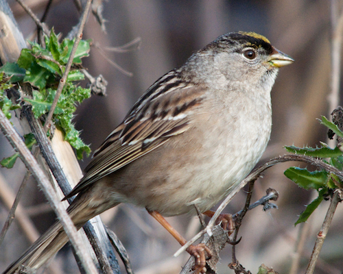 Golden-crowned Sparrow Adult Winter Plumage Golden-crowned Sparrow