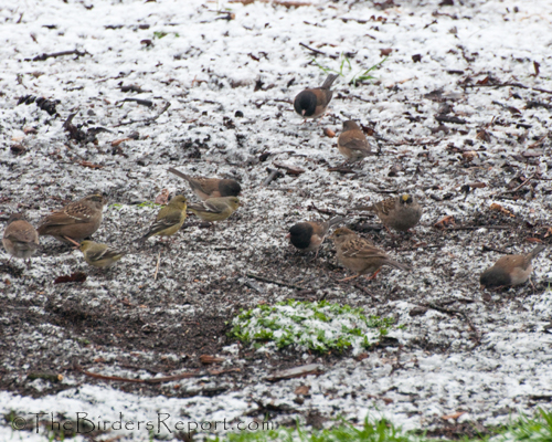 DArk-eyed Juncos and Golden-crowned Sparrows