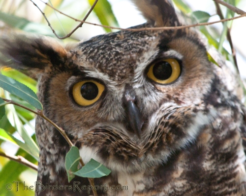 Great Horned Owl