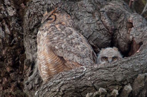 Great Horned Owl with chick