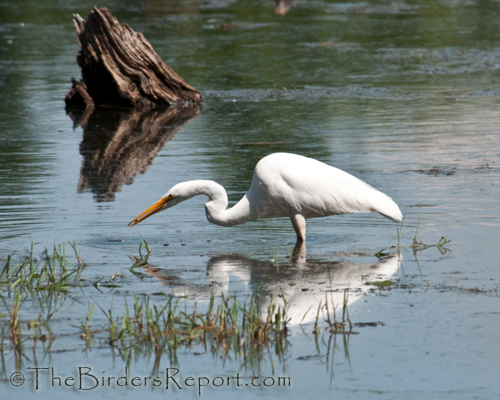 Great Egret Fishing