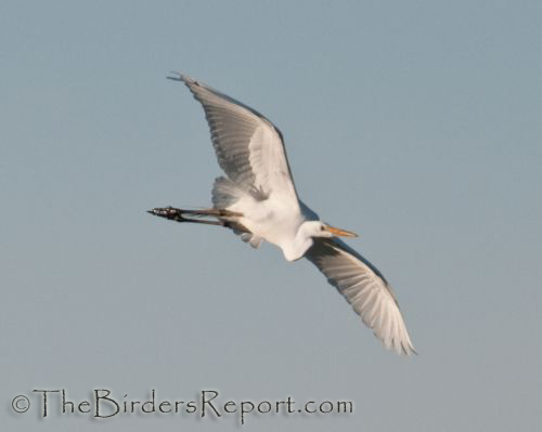 Great Egret In Flight