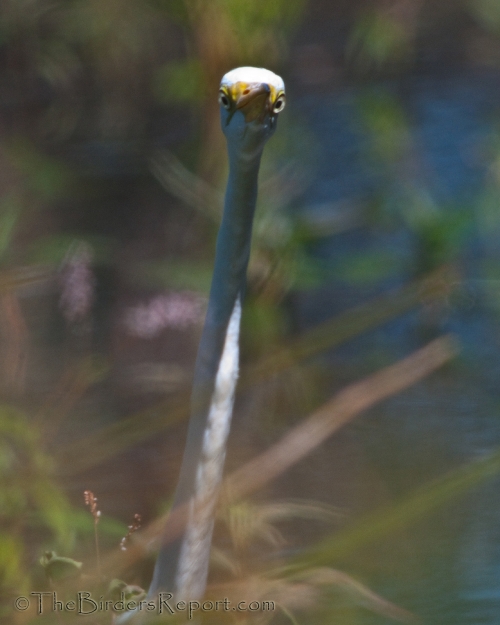 Great Egret Looking Forward