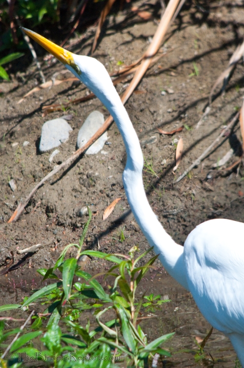 Great Egret
